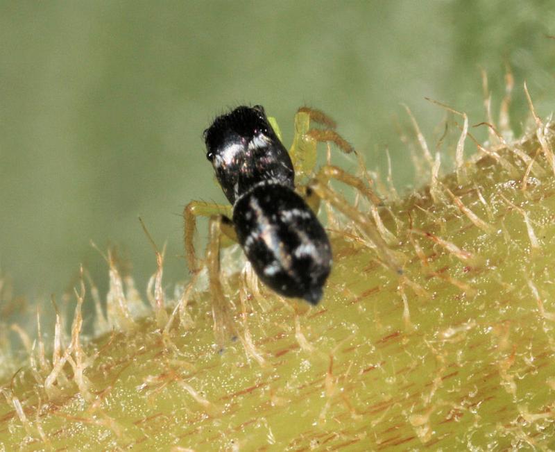 Heliophanus_ZZXYX_D8190_Z_88_Bij afgraving_Nederland.jpg